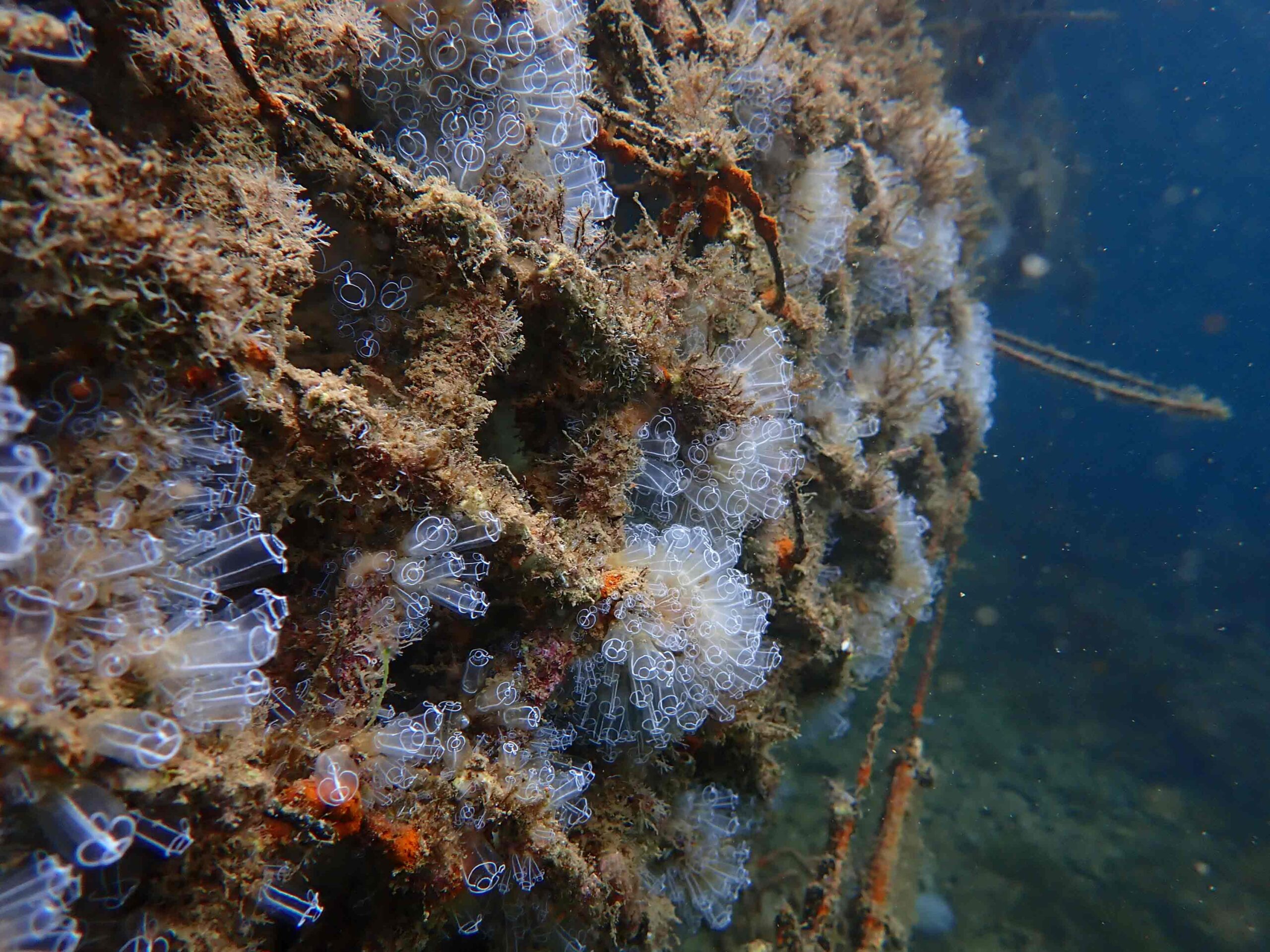 biodiversidadmarina